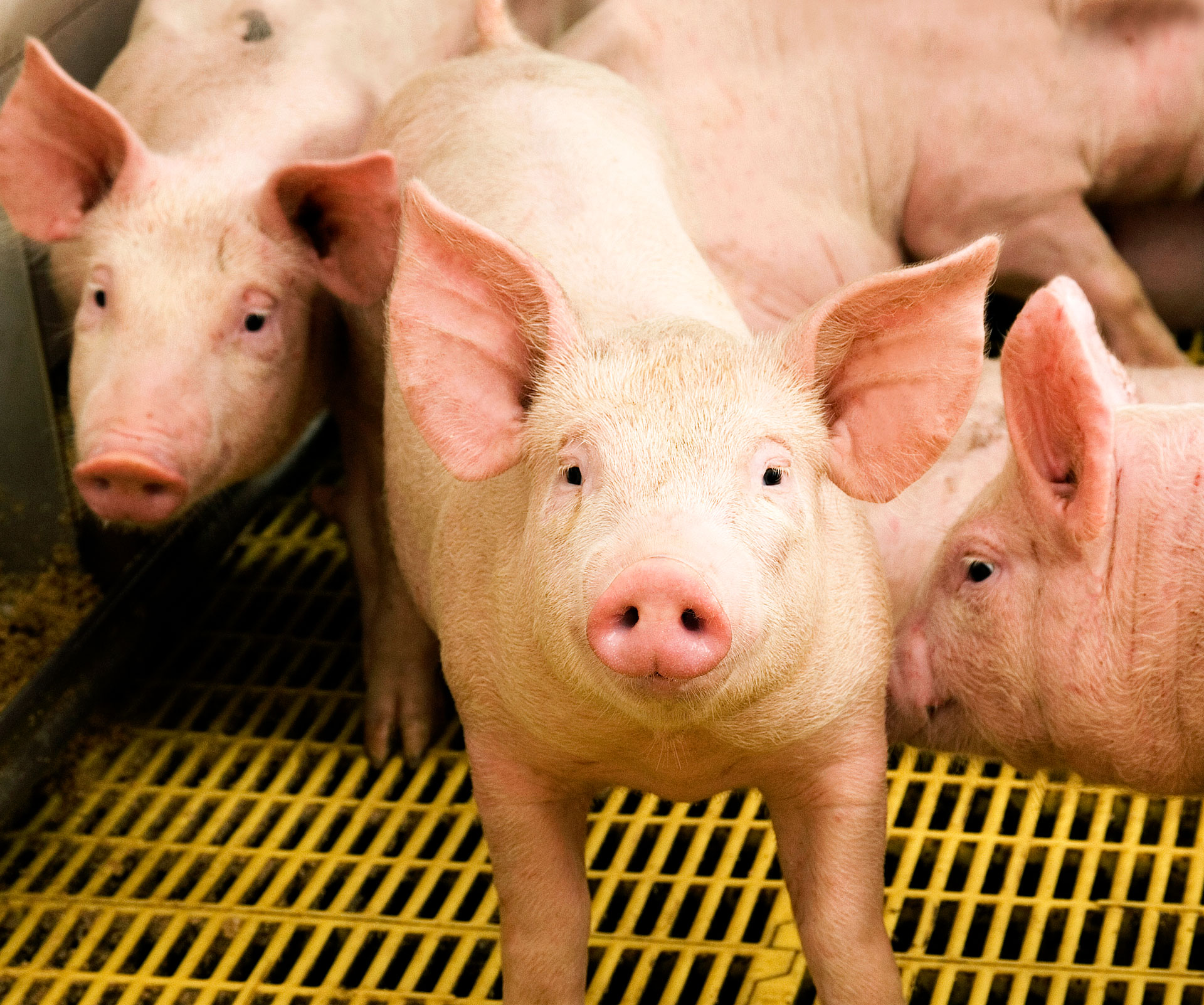 Генетична компанія - розведення свиней