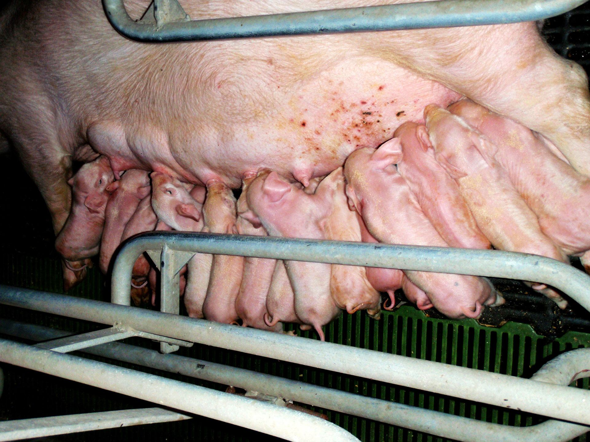 Генетична компанія - розведення свиней